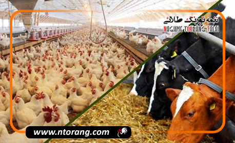 دستیابی به دانش فنی تولید فرم آلی عنصر روی برای تغذیه دام و طیور